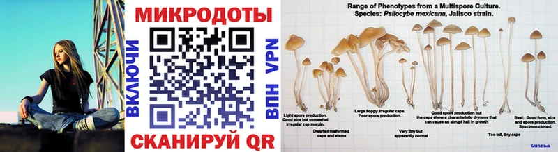 хочу наркоту  Исилькуль  Псилоцибиновые грибы мицелий 